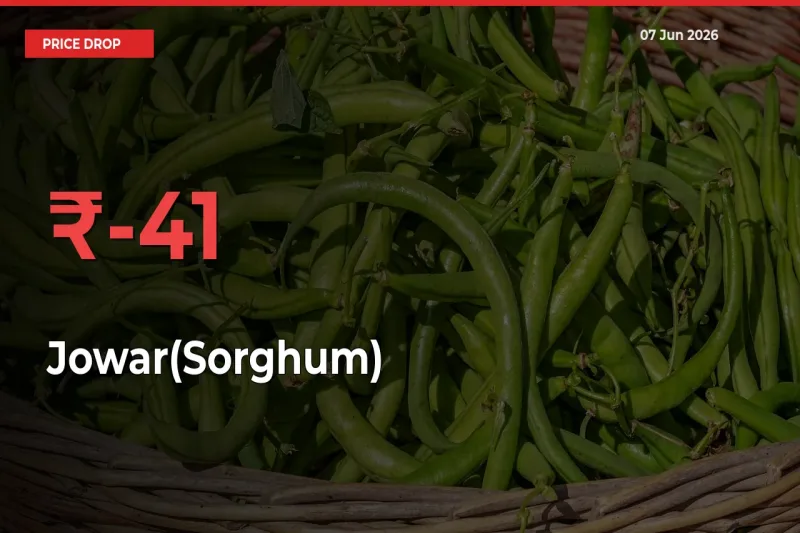 Sudden Shock! Jowar(Sorghum) Drops 41.27% in 24 Hours at Top Mandis