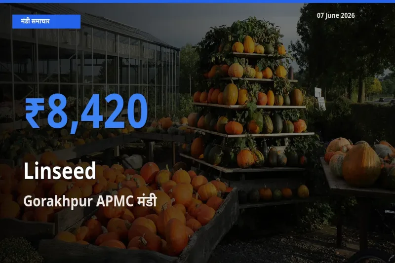 टॉप मंडी बना Gorakhpur APMC! अलसी के सबसे ऊँचे दाम यहीं दर्ज