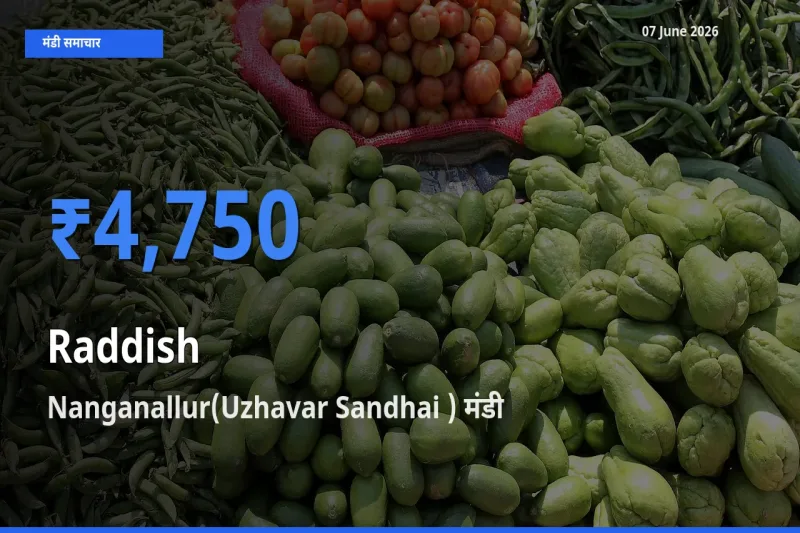 आज मूली के सबसे ज़्यादा दाम Nanganallur(Uzhavar Sandhai ) मंडी में दर्ज
