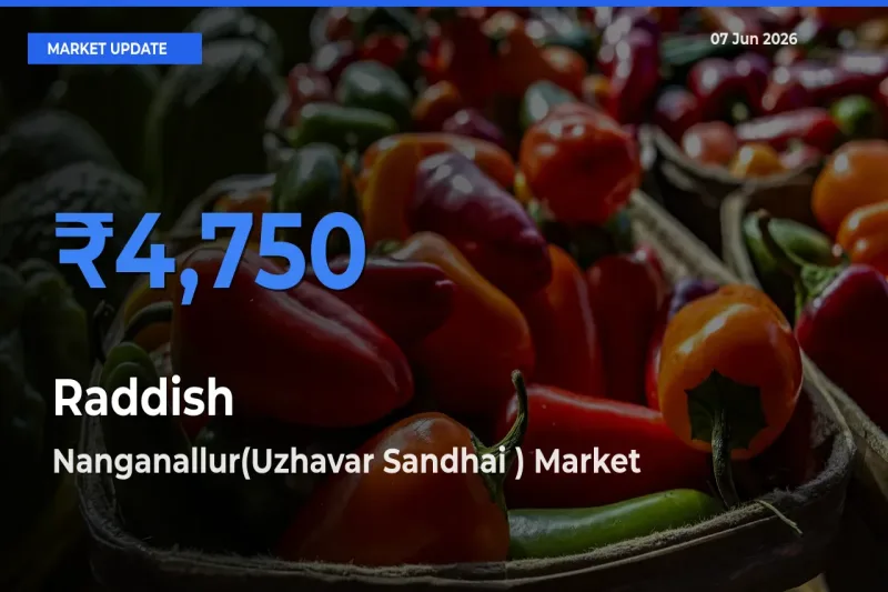 Nanganallur(Uzhavar Sandhai ) Emerges as Top Mandi for Raddish Prices Today