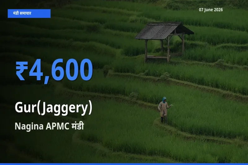 Nagina APMC में गुड़ का आज सबसे ऊँचा भाव