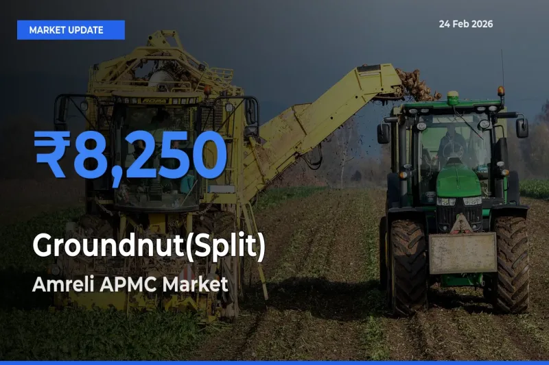 Amreli APMC Offers ₹8,250 – Highest Groundnut(Split) Rate Today