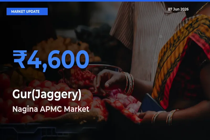 Nagina APMC Tops Gur(Jaggery) Rates – June 07 Market Update