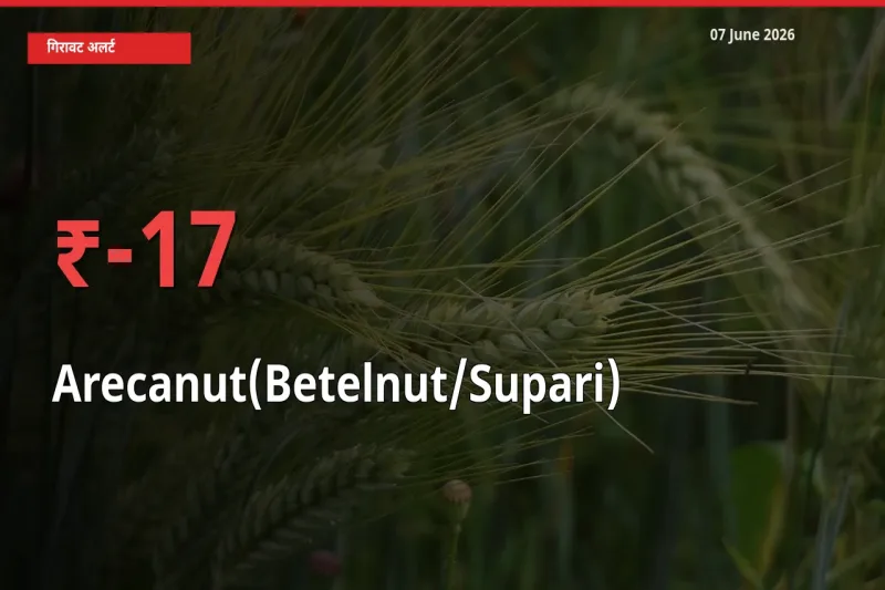 स्थानीय मंडी में सुपारी के दाम अचानक 16.61% गिरे, किसानों की चिंता बढ़ी