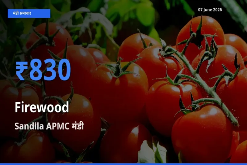 Sandila APMC मंडी में जलावन लकड़ी ₹830 पर पहुँचा – आज का सर्वोच्च भाव