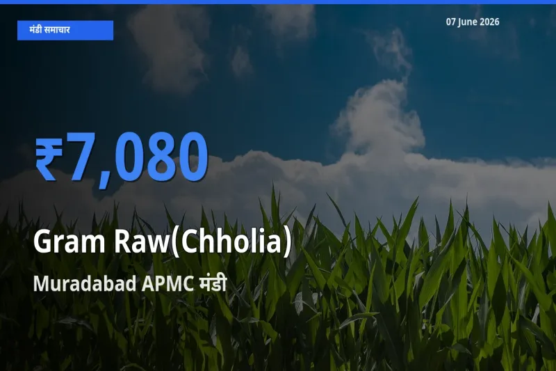 07 June अपडेट: हरा चना (छोलिया) के सबसे ऊँचे दाम Muradabad APMC मंडी में