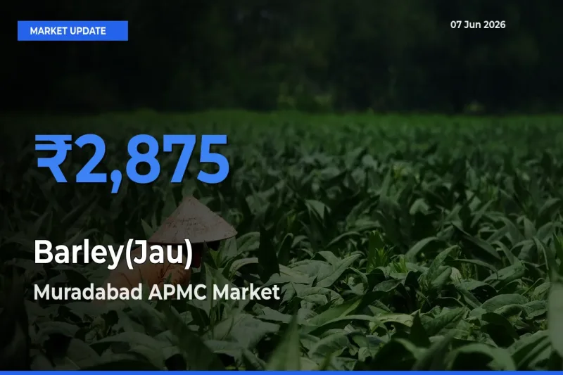 Muradabad APMC Emerges as Top Mandi for Barley(Jau) Prices Today