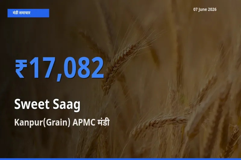 Kanpur(Grain) APMC मंडी में मीठा साग ₹17,082 पर पहुँचा – आज का सर्वोच्च भाव