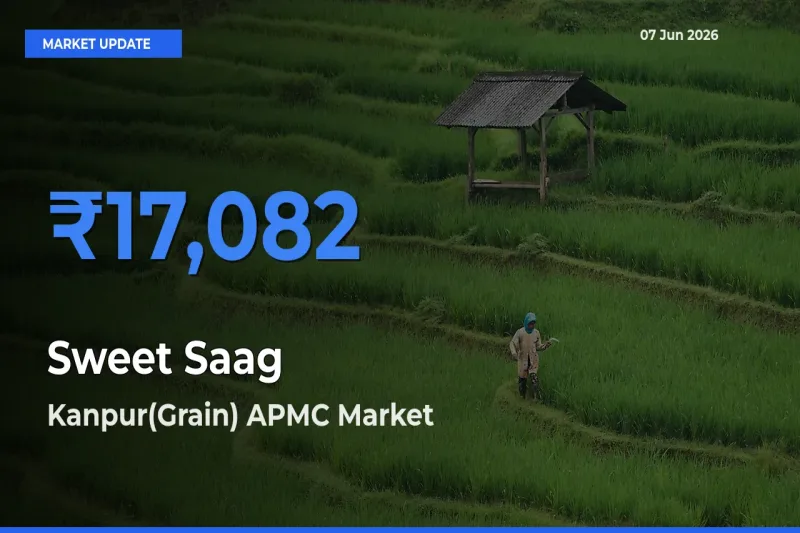 Top Performer! Kanpur(Grain) APMC Offers Best Sweet Saag Price Today
