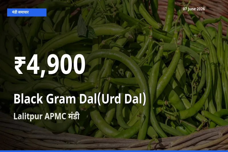 उड़द दाल के दाम 30 दिनों के सबसे निचले स्तर पर, Lalitpur APMC