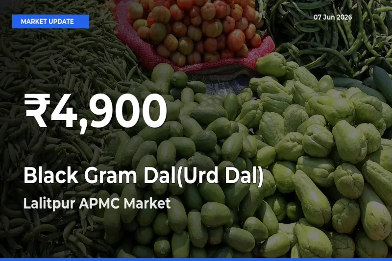 Black Gram Dal(Urd Dal) Prices Touch 30-Day Low in Lalitpur APMC – June 07 Update