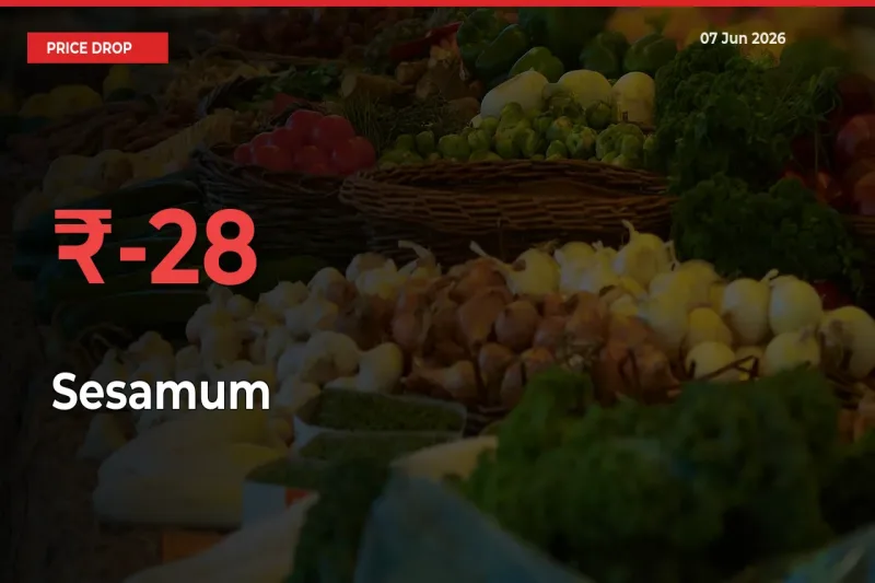 Sesamum Mandi Rate Today: Prices Fall 28.41% at Market