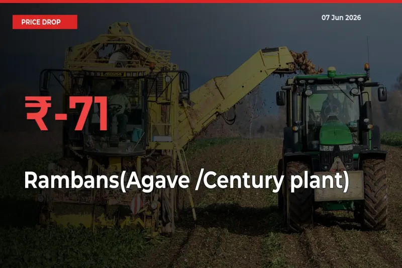 Rambans(Agave /Century plant) Prices Drop 71.13% – June 07 Market Update from Mandis