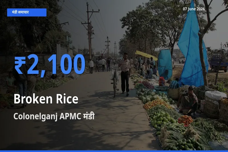 किसानों की पसंद बना Colonelganj APMC, टूटा चावल के सबसे अच्छे दाम