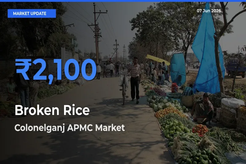 Farmers Prefer Colonelganj APMC as Broken Rice Hits Highest Rate