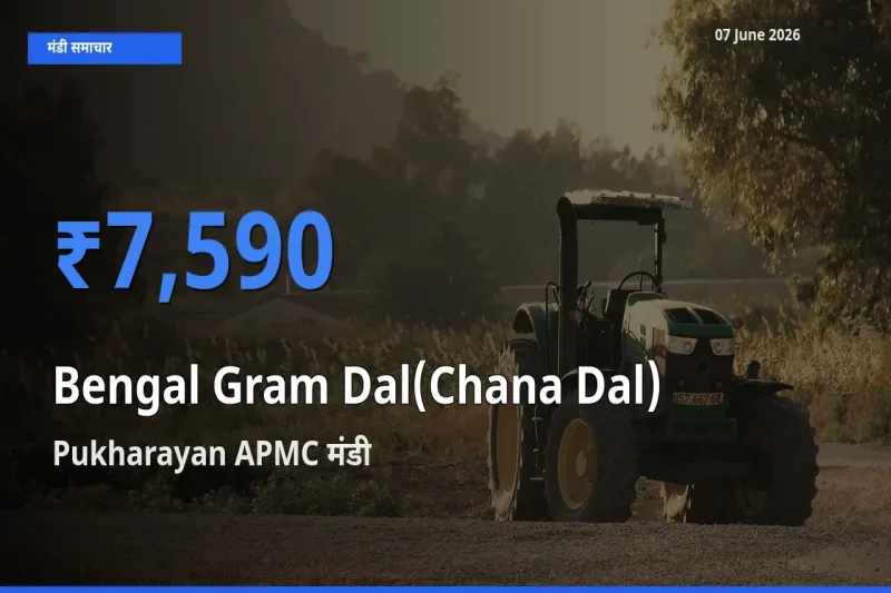 07 June अपडेट: चना दाल के सबसे ऊँचे दाम Pukharayan APMC मंडी में