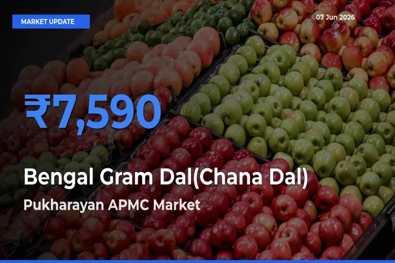 Top Performer! Pukharayan APMC Offers Best Bengal Gram Dal(Chana Dal) Price Today