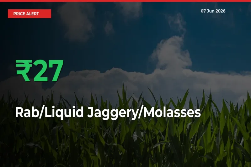 26.76% Spike in Rab/Liquid Jaggery/Molasses Prices – Mandi Sees Sudden Rally