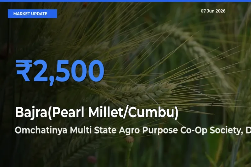 Omchatinya Multi State Agro Purpose Co-Op Society, Dist Ahilyanagar Tops Bajra(Pearl Millet/Cumbu) Rates – June 07 Market Update