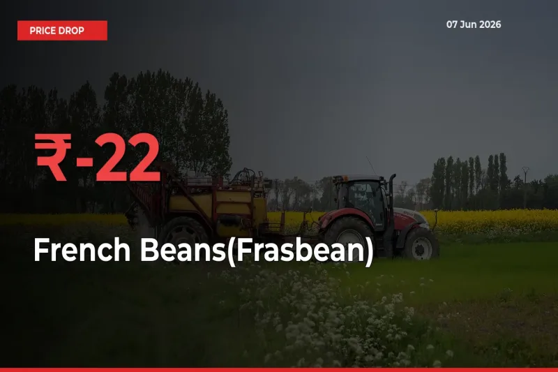 This Mandi Records 22.24% Fall in French Beans(Frasbean) Prices