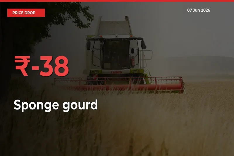 Sudden Shock! Sponge gourd Drops 38.38% in 24 Hours at Top Mandis