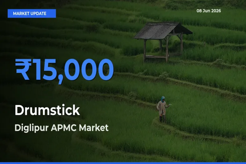 Diglipur APMC Offers ₹15,000 – Highest Drumstick Rate Today