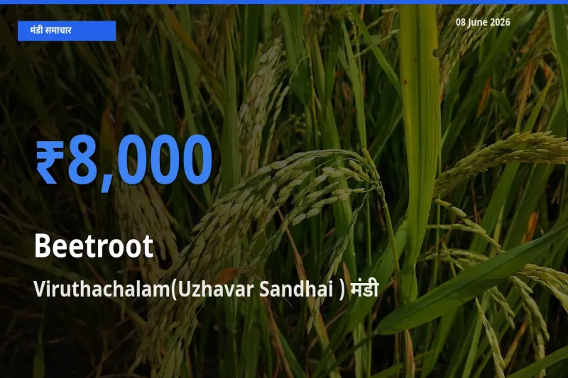 Viruthachalam(Uzhavar Sandhai ) मंडी में चुकंदर ₹8,000 पर पहुँचा – आज का सर्वोच्च भाव