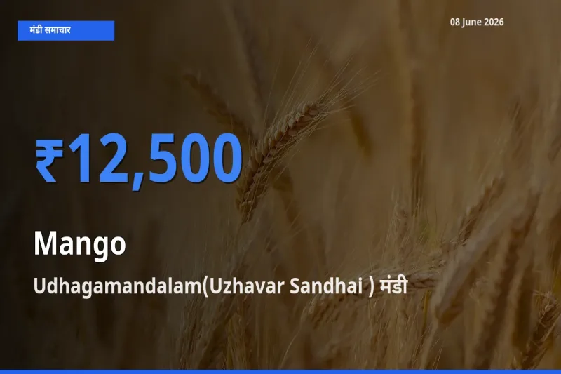 आज आम के सबसे ज़्यादा दाम Udhagamandalam(Uzhavar Sandhai ) मंडी में दर्ज
