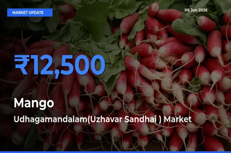 Top Performer! Udhagamandalam(Uzhavar Sandhai ) Offers Best Mango Price Today