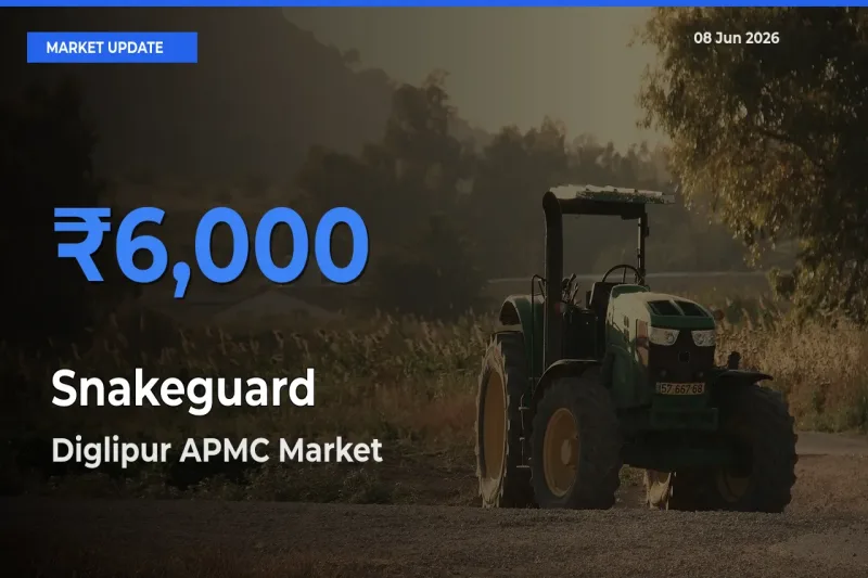 Diglipur APMC Tops Snakeguard Mandi Rates Today