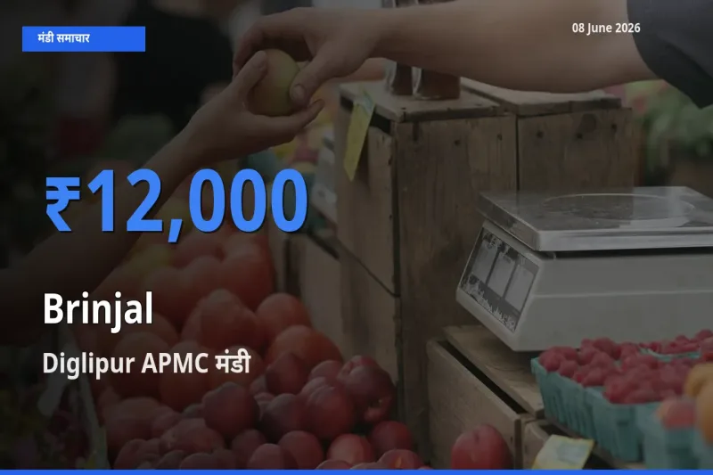 आज बैंगन के सबसे ऊँचे दाम ₹12,000 Diglipur APMC मंडी में