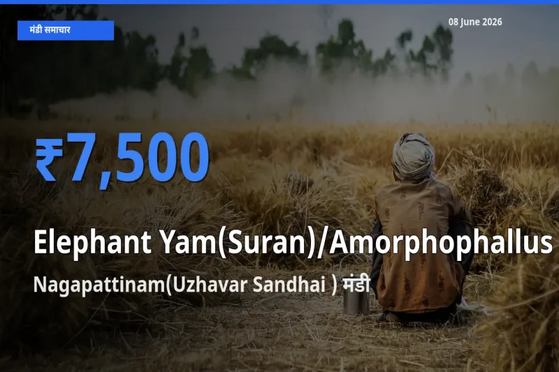Nagapattinam(Uzhavar Sandhai ) मंडी में जिमीकंद (सूरन) ₹7,500 पर पहुँचा – आज का सर्वोच्च भाव