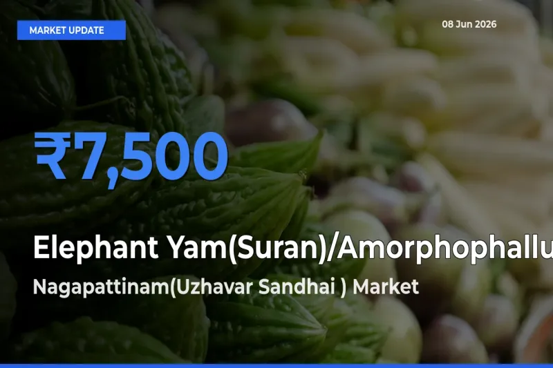 Nagapattinam(Uzhavar Sandhai ) Emerges as Top Mandi for Elephant Yam(Suran)/Amorphophallus Prices Today