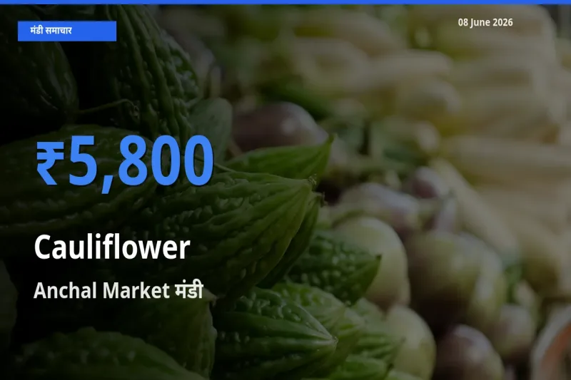 आज फूलगोभी के सबसे ऊँचे दाम ₹5,800 Anchal Market मंडी में