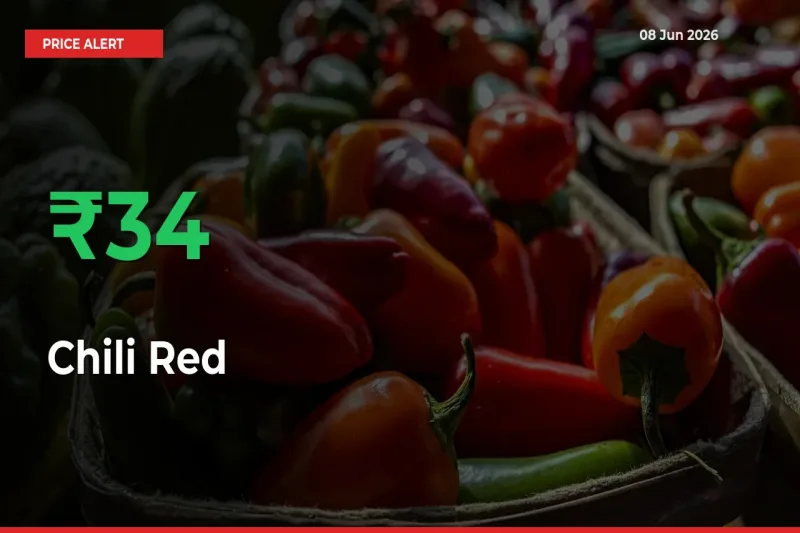 33.77% Spike in Chili Red Prices – Mandi Sees Sudden Rally