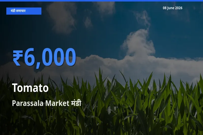 Parassala Market में टमाटर का आज सबसे ऊँचा भाव