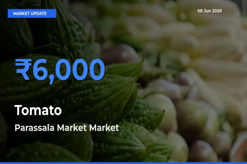 Top Performer! Parassala Market Offers Best Tomato Price Today