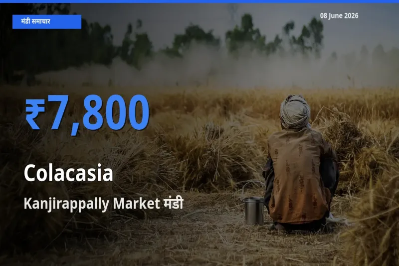 बाज़ार संकेत: Kanjirappally Market बना अरबी के लिए आज की टॉप मंडी