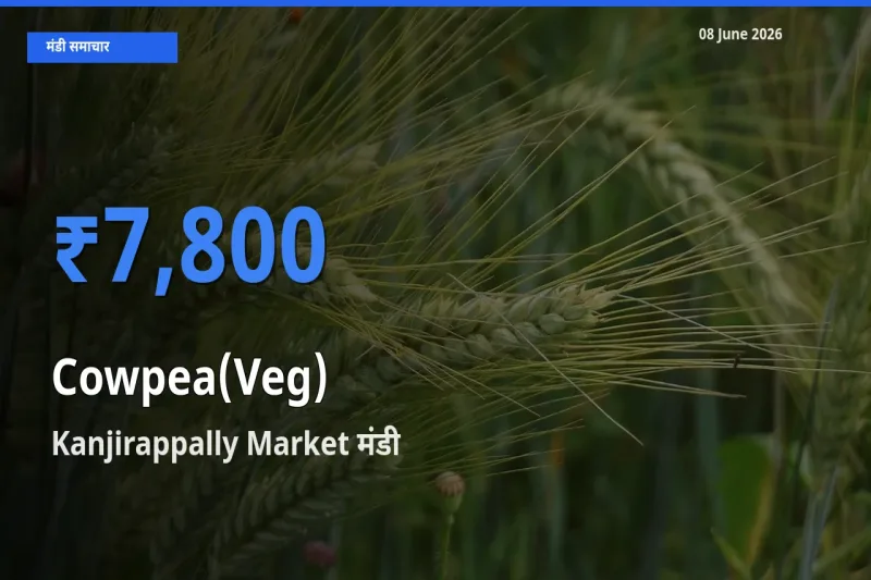टॉप मंडी बना Kanjirappally Market! लोबिया फली के सबसे ऊँचे दाम यहीं दर्ज