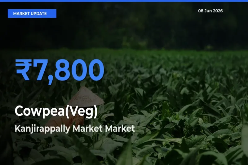 Cowpea(Veg) Mandi Rate Today: Kanjirappally Market Tops the List