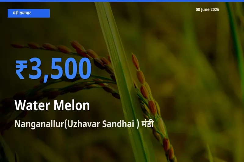 Nanganallur(Uzhavar Sandhai ) मंडी में तरबूज ₹3,500 पर पहुँचा – आज का सर्वोच्च भाव