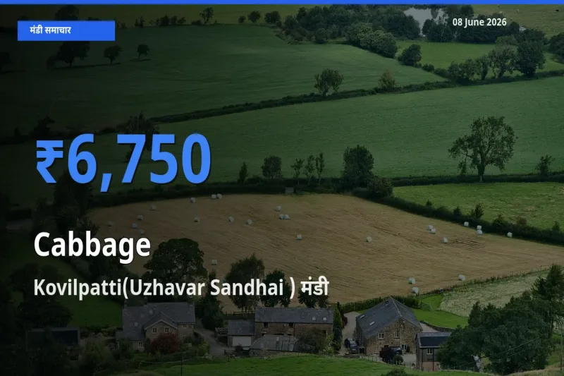 आज का मंडी भाव: पत्ता गोभी के सबसे ज़्यादा दाम Kovilpatti(Uzhavar Sandhai ) में