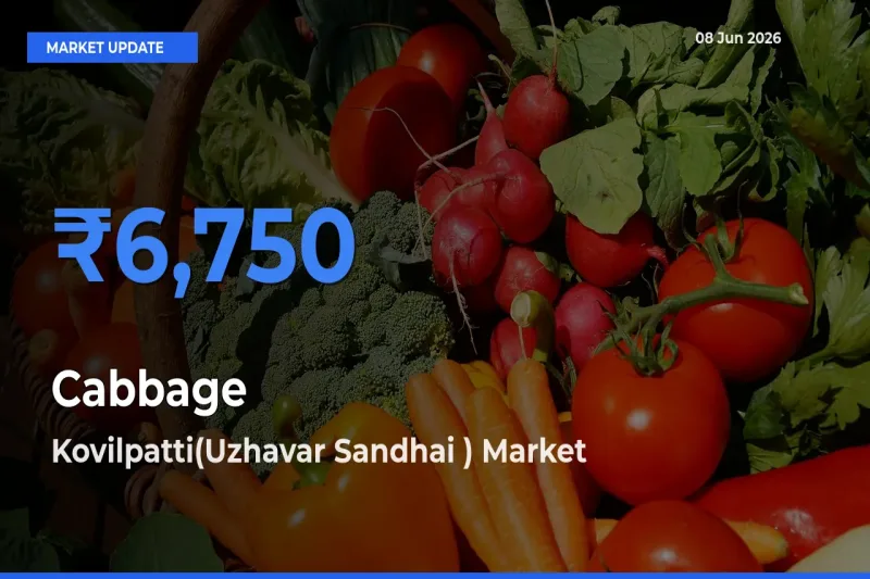 Kovilpatti(Uzhavar Sandhai ) Leads as Top Mandi for Cabbage Prices