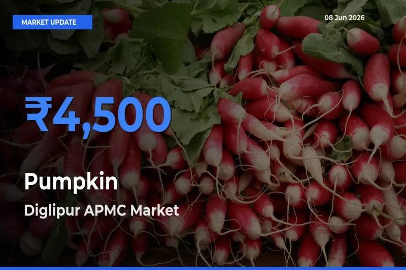 Top Performer! Diglipur APMC Offers Best Pumpkin Price Today