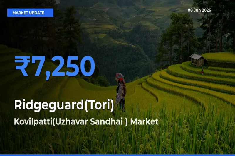 Kovilpatti(Uzhavar Sandhai ) Tops Ridgeguard(Tori) Rates – June 08 Market Update