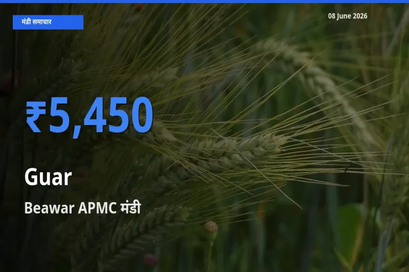 आज का मंडी भाव: ग्वार के सबसे ज़्यादा दाम Beawar APMC में