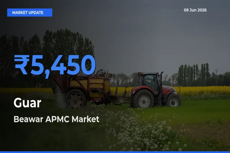 Top Performer! Beawar APMC Offers Best Guar Price Today
