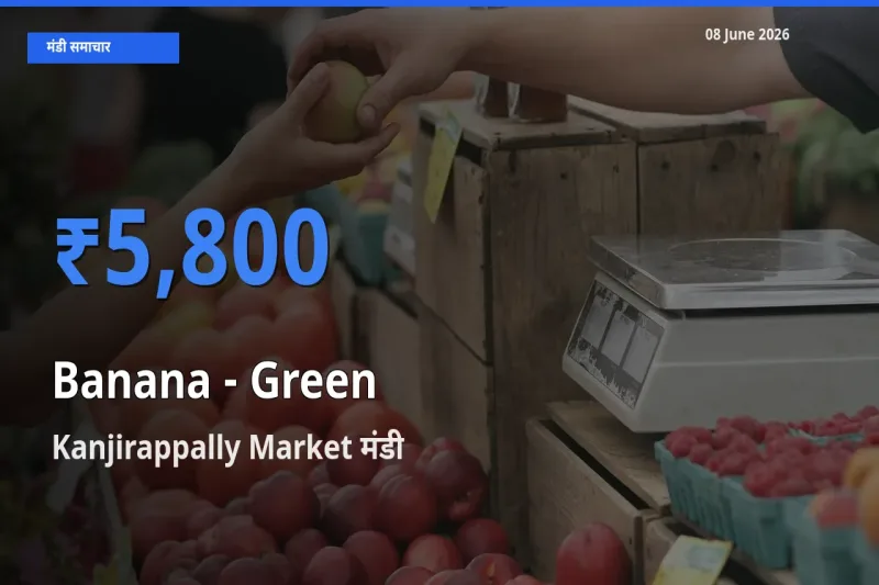 आज केला - हरा के सबसे ऊँचे दाम ₹5,800 Kanjirappally Market मंडी में