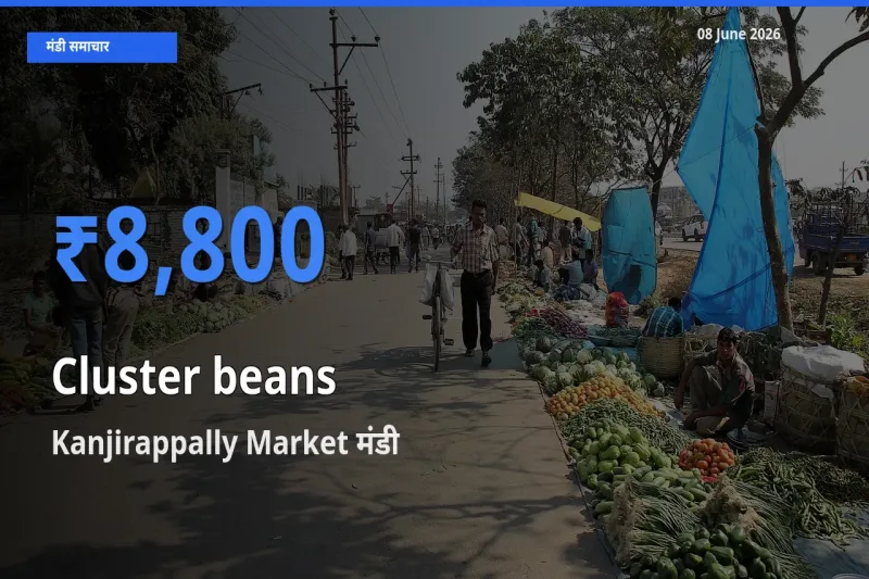 आज का मंडी भाव: ग्वार फली के सबसे ज़्यादा दाम Kanjirappally Market में