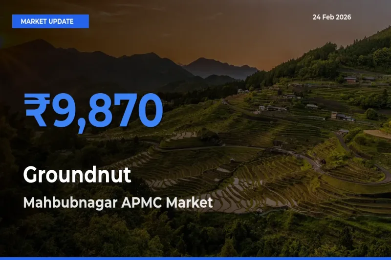 Mahbubnagar APMC Records Highest ₹9,870 Rate for Groundnut